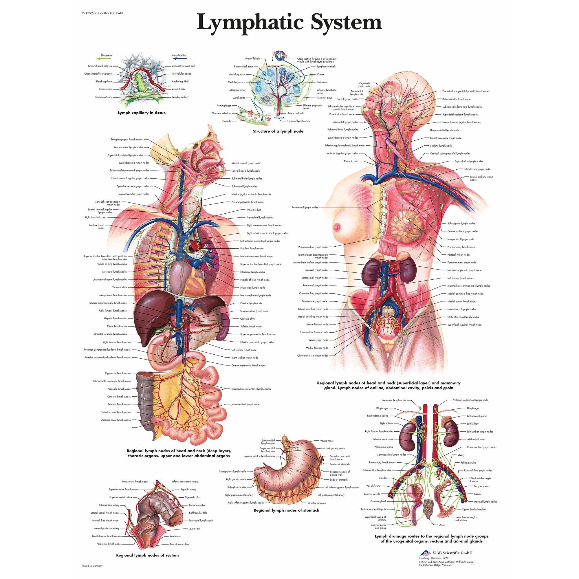 3B Scientific Lymphatic System Chart