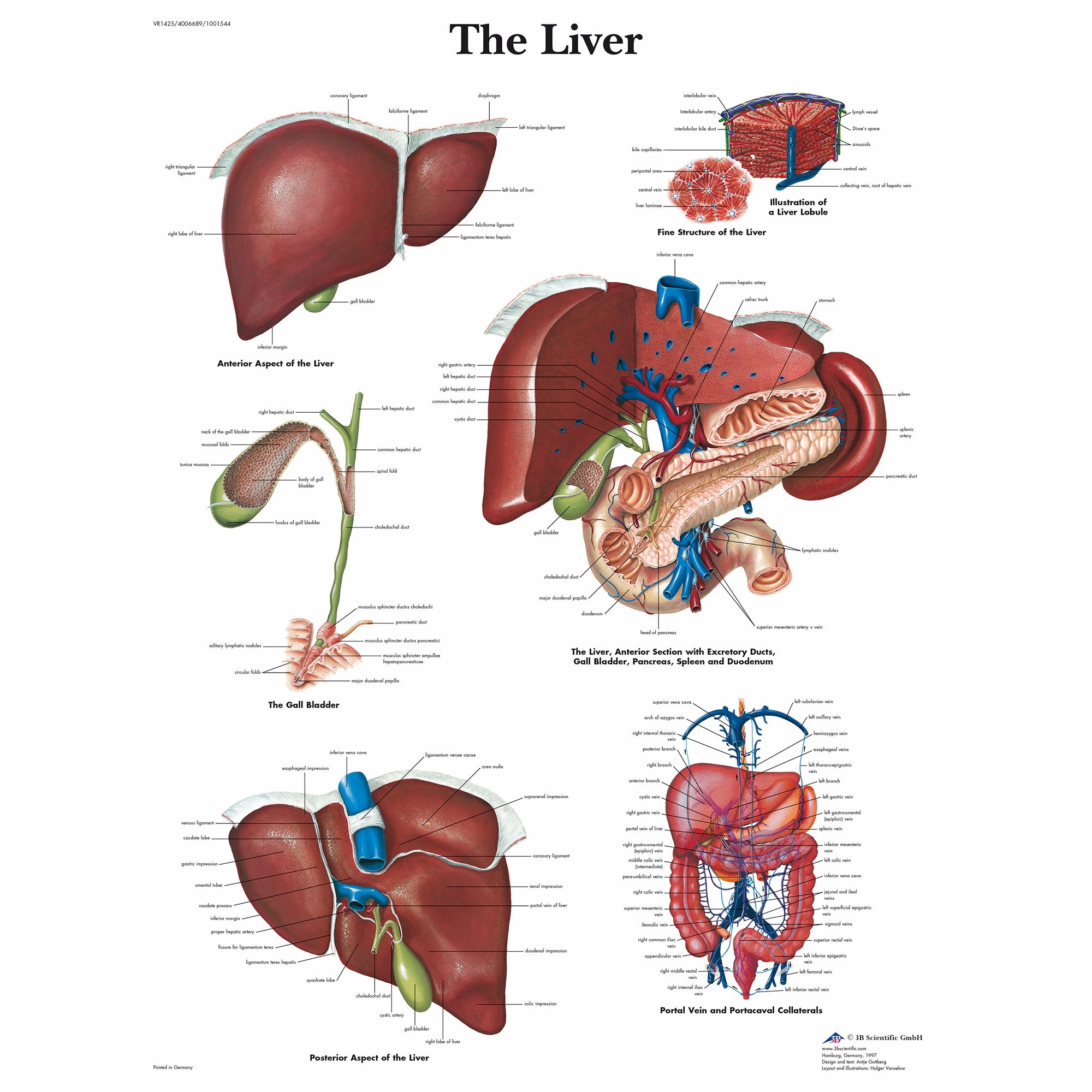 human liver location diagram