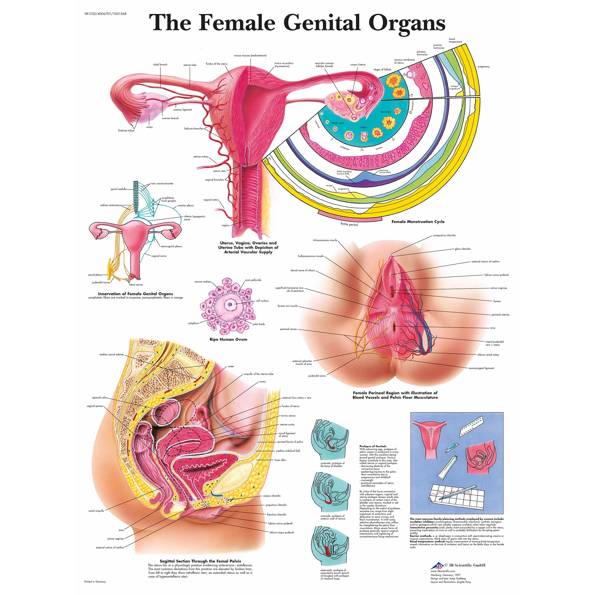 The Female Reproductive System Anatomical Chart : Anatomical Chart