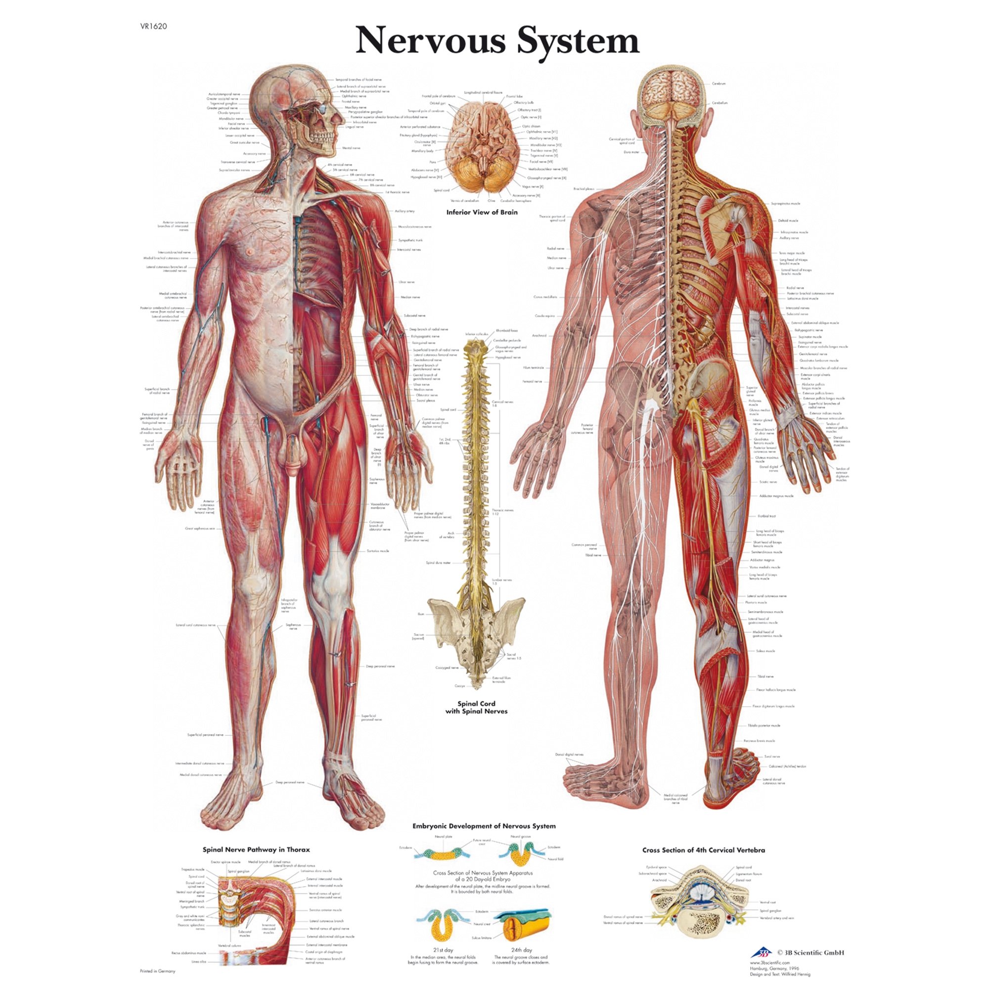 human central nervous system