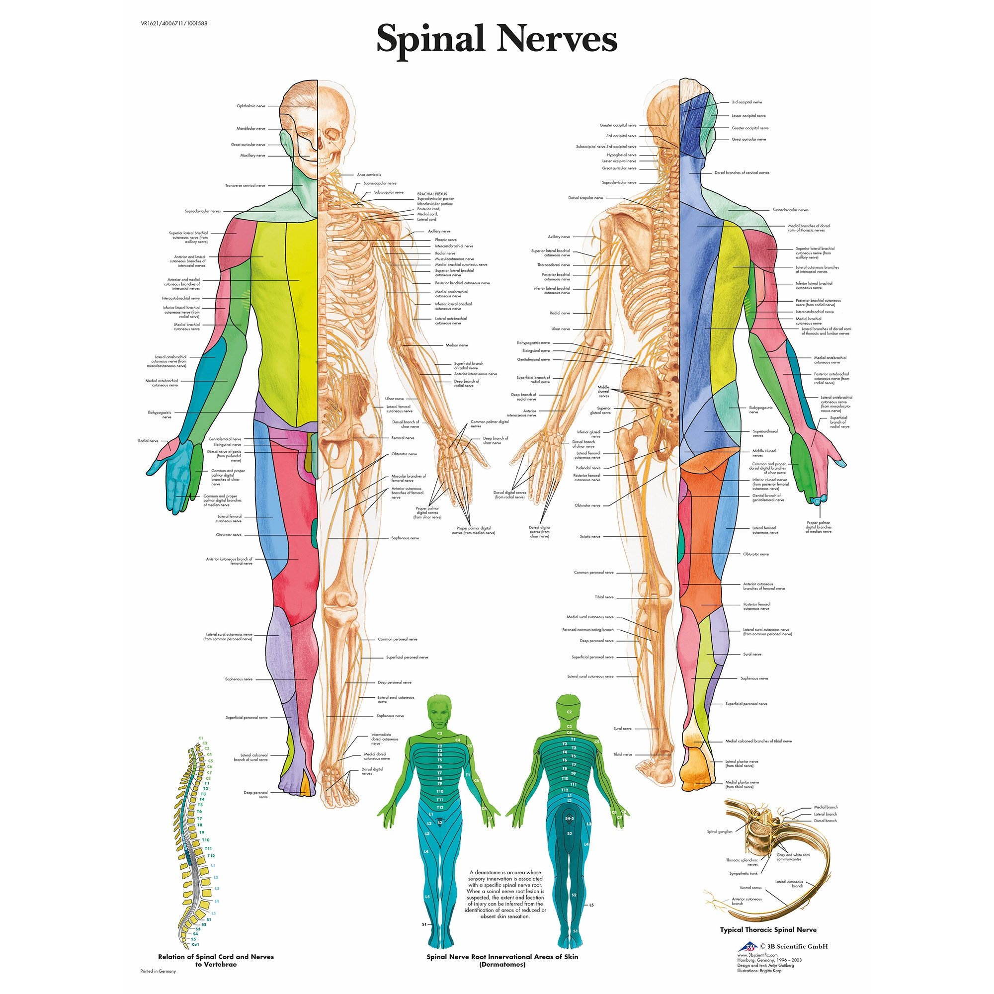 map of nerves in human body