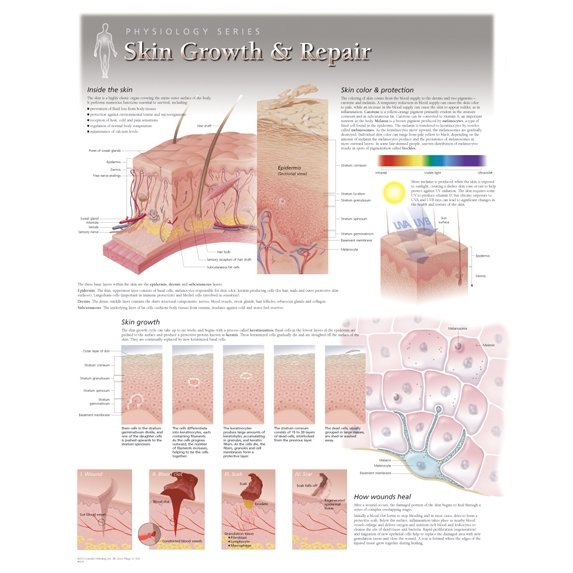 Scientific Publishing 8250L Skin Growth & Repair Chart Laminated