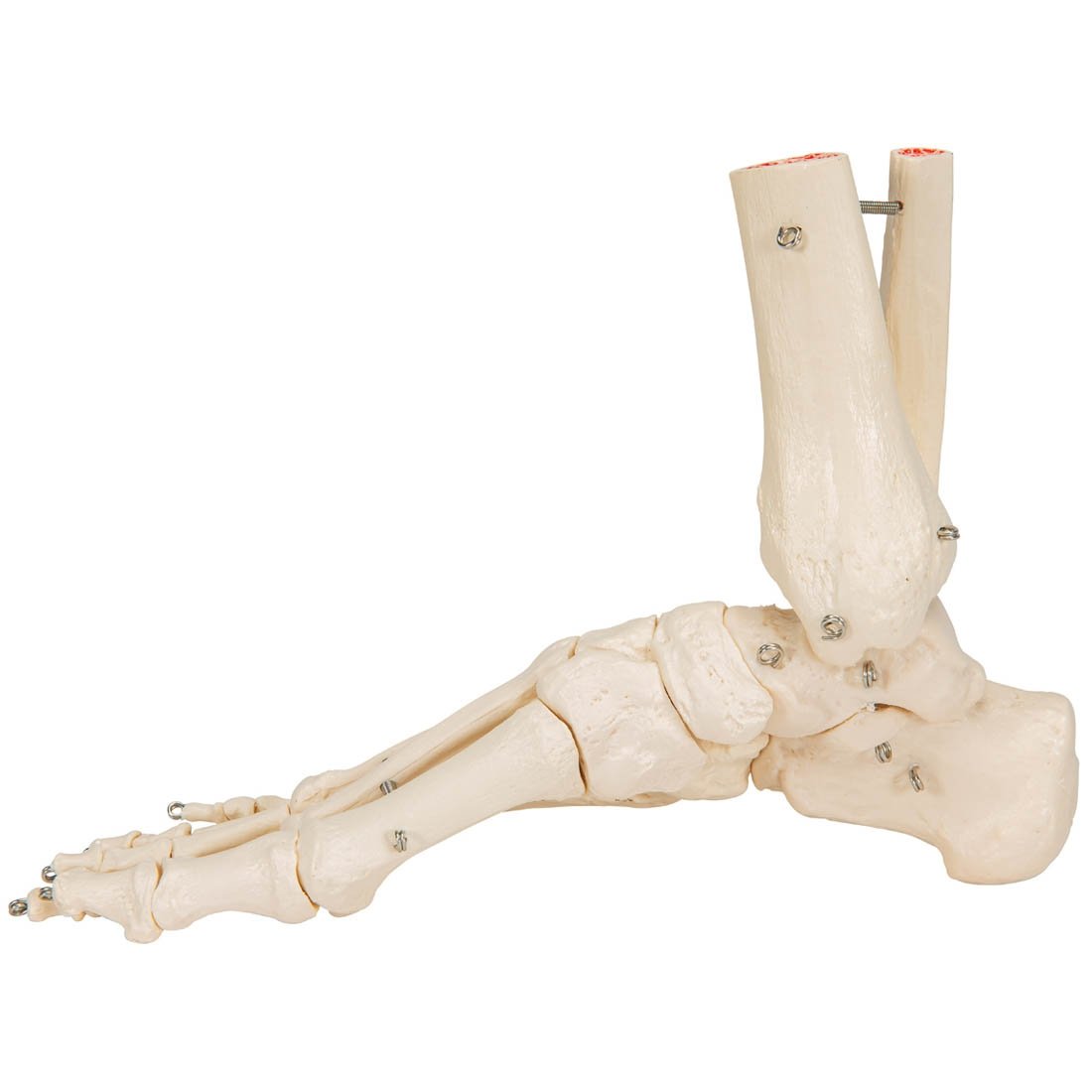 FlexBone Training Model - Tibia Bone