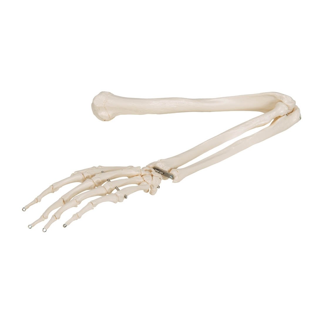 skeleton arm anatomy
