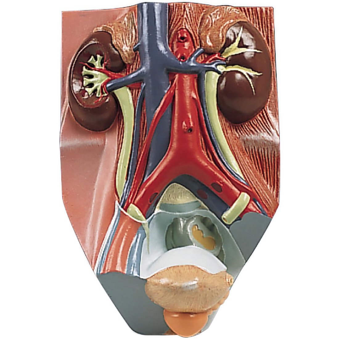 3b Scientific Ve325 Male Urinary System Model Male 3 4x Life Size
