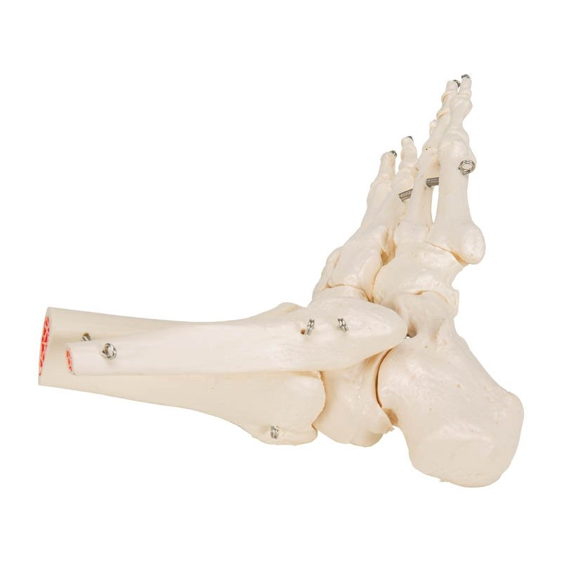 FlexBone Training Model - Tibia Bone