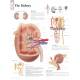 The Kidney Chart