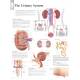 The Urinary System Chart