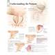 Understanding The Prostate Chart