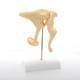Bonelike Ossicles - Magnified 20 Times Life Size Alt 2