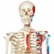 Max the Muscle Skeleton on Hanging Roller Stand - 3B Smart Anatomy