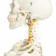 Fred the Flexible Skeleton with Flexible Foot & Hand Wire Mounted - 3B Smart Anatomy