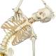 Fred the Flexible Skeleton with Flexible Foot & Hand Wire Mounted - 3B Smart Anatomy