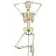 Fred the Flexible Skeleton with Flexible Foot & Hand Wire Mounted - 3B Smart Anatomy