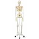 Fred the Flexible Skeleton with Flexible Foot & Hand Wire Mounted - 3B Smart Anatomy
