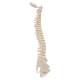 3B Scientific A18/20 Mini Vertebral Column - Flexible - No Stand