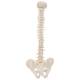 3B Scientific A18/20 Mini Vertebral Column - Flexible - No Stand