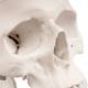 Classic 3-Part Human Skull with 5-Part Brain - 3B Smart Anatomy