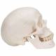 Classic 3-Part Human Skull with 5-Part Brain - 3B Smart Anatomy