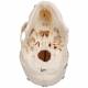 3B Scientific A27 Deluxe Human Demonstration Skull (10-Part)