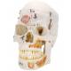 3B Scientific A27 Deluxe Human Demonstration Skull (10-Part)