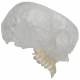 3B Scientific A282 BONElike Human Skull - Half Transparent & Half Bony (8-Part) - 3B Smart Anatomy