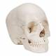 3B Scientific A290 Beauchene Adult Human Skull Kit - Natural Bone Color (22-Part) - 3B Smart Anatomy