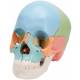 3B Scientific A291 Beauchene Adult Human Skull Kit - Didactic Color Coded (22-Part) - 3B Smart Anatomy