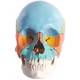 Beauchene Adult Human Skull Kit - Didactic Color Coded (22-Part) - 3B Smart Anatomy