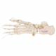 3B Scientific A30-2 Foot Skeleton - Loosely Threaded on Nylon - 3B Smart Anatomy