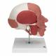 3B Scientific A300 Human Skull with Facial Muscles - 3B Smart Anatomy