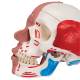 3B Scientific A300 Human Skull with Facial Muscles - 3B Smart Anatomy