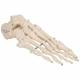 Foot Skeleton Mounted on Wire - 3B Smart Anatomy