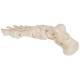 3B Scientific A30 Foot Skeleton Mounted on Wire - 3B Smart Anatomy