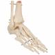 Rigid Skeletal Foot Model with Portion of Tibia and Fibula - 3B Smart Anatomy