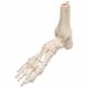 3B Scientific A31 Rigid Skeletal Foot Model with Portion of Tibia and Fibula - 3B Smart Anatomy