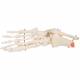 3B Scientific A31 Rigid Skeletal Foot Model with Portion of Tibia and Fibula - 3B Smart Anatomy