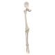 Leg Skeleton with Hip Bone - 3B Smart Anatomy