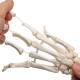 3B Scientific A40-3 Human Hand Skeleton Model with Ulna Radius Elastic Mounted String 3B Smart Anatomy