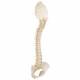 3B Scientific A52 BONElike™ Child's Vertebral Column Model - 3B Smart Anatomy