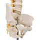 3B Scientific A52 BONElike™ Child's Vertebral Column Model - 3B Smart Anatomy