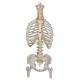 Classic Flexible Spine with Ribs and Femur Heads - 3B Smart Anatomy