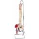 3B Scientific A58-3 Classic Flexible Spine with Femur Heads and Painted Muscles - 3B Smart Anatomy