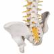 3B Scientific A58-5 Deluxe Flexible Spine with Brain Stem & Opened Sacrum - 3B Smart Anatomy