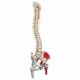 A58-7 Deluxe Flexible Spine with Femur Heads & Painted Muscles - 3B Smart Anatomy