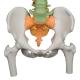 3B Scientific A58-9 Didactic Flexible Spine Model With Femur Heads - 3B Smart Anatomy