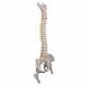 Highly Flexible Spine Model with Femur Heads - 3B Smart Anatomy