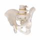 Model A60 Male Pelvic Skeleton - 3B Smart Anatomy