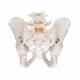 Male Pelvic Skeleton - 3B Smart Anatomy