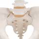 Female Pelvic Skeleton - 3B Smart Anatomy